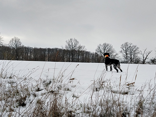 Hund in verschneiter Landschaft.