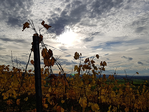 Herbstliche Stimmung in Weinbergen.