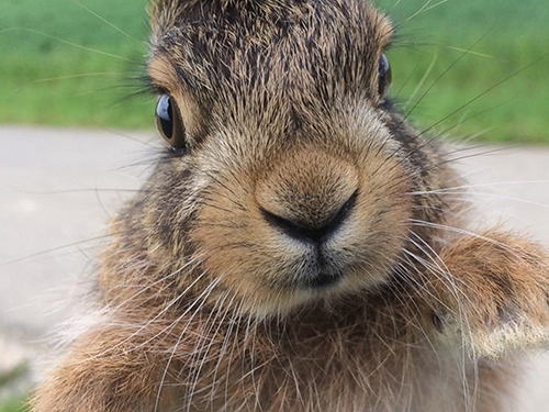 Portrait von Hase.