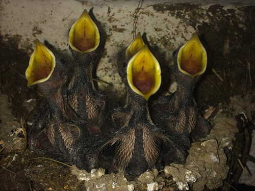 Blick in ein Vogelnest, in dem vier Küken ihre Schnäbel aufsperren.