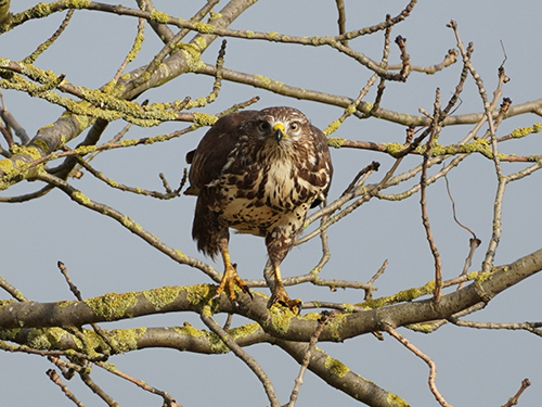 Bussard sitzt auf Baum und sieht Betrachter direkt an.