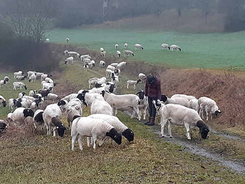 Schafherde mit Hirte und Hütehund