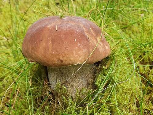 Pilz im Moos