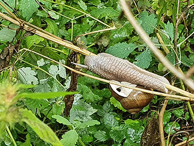 Weinbergschnecke gleitet an Stohhalm entlang