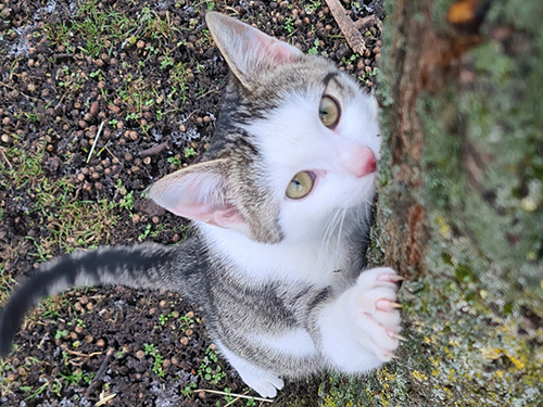 Katze klettert einen Baum hoch