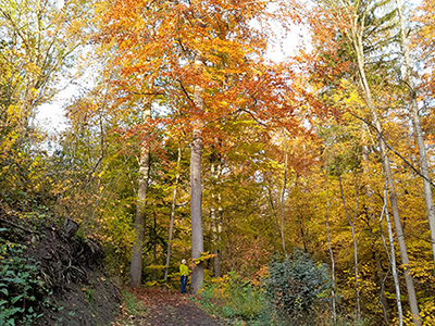 Leuchtender Herbstwald