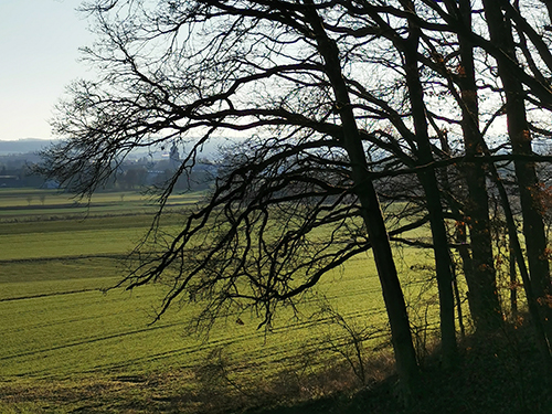 Kahle Bäume geben Blick auf Kirchturm frei