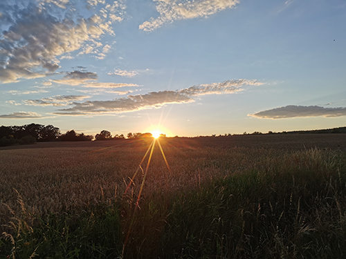 Sonnenuntergang über Getreidefeld