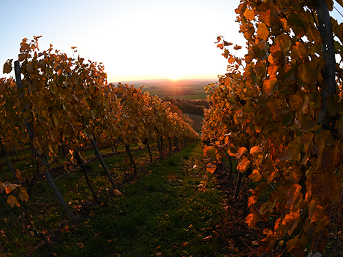 Sonnenuntergang in den Ipsheimer Weinbergen, Zeilen mit Weinreben