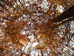 Orange strahlende Herbstlaub an hohen Bäumen fotografiert in den Himmel