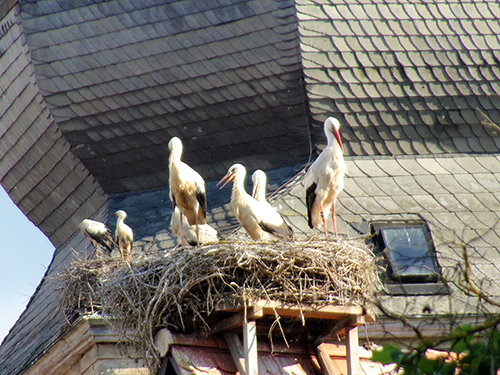 Sieben Störche im Storchennest auf Kirchturm.
