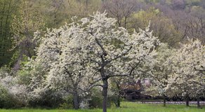 Großer blühender Apfelbaum