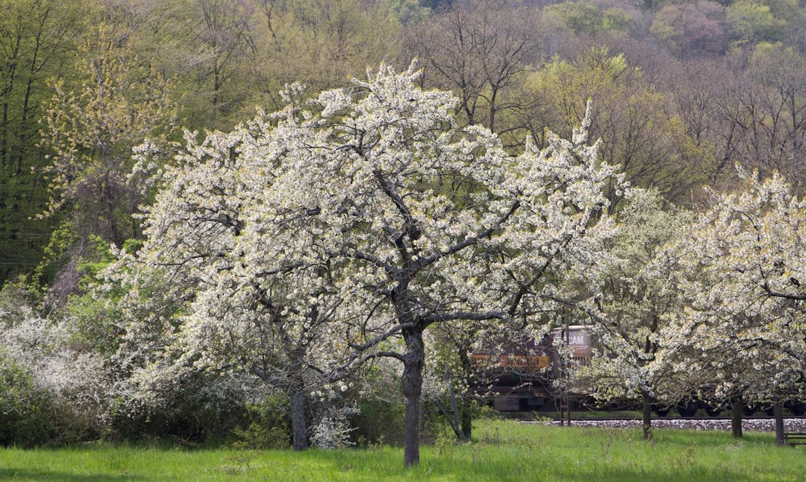 Großer blühender Apfelbaum