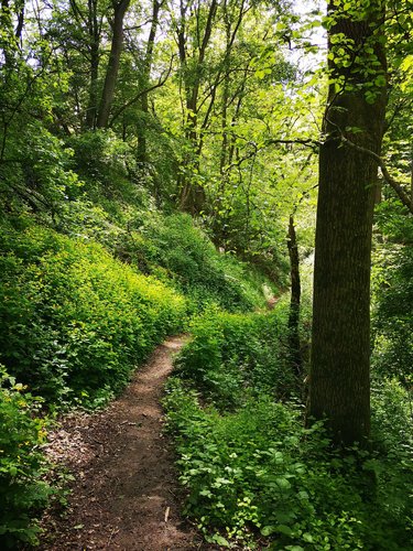 Die Pfalzbachschlucht bei Neustadt a.d.Aisch