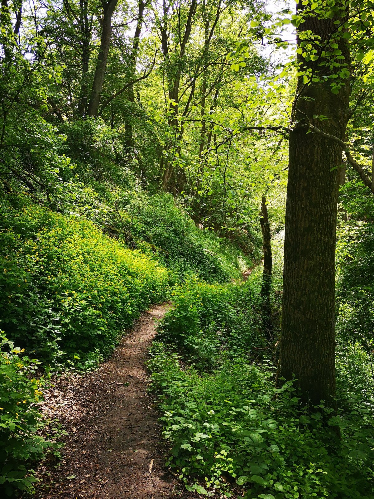Die Pfalzbachschlucht bei Neustadt a.d.Aisch