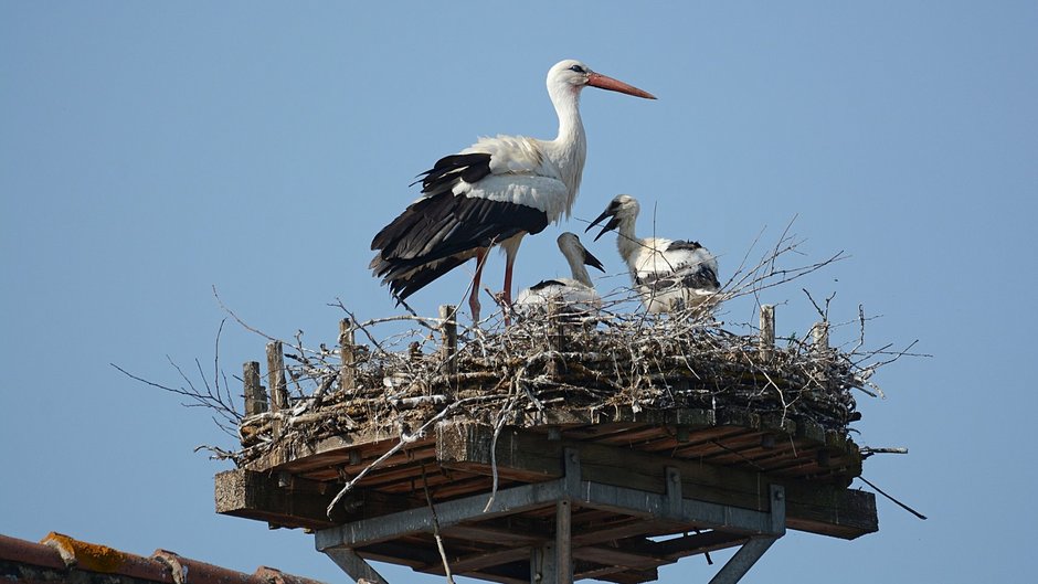 ©Erwin Taube Im Horst steht ein Storch und zwei junge Störche.