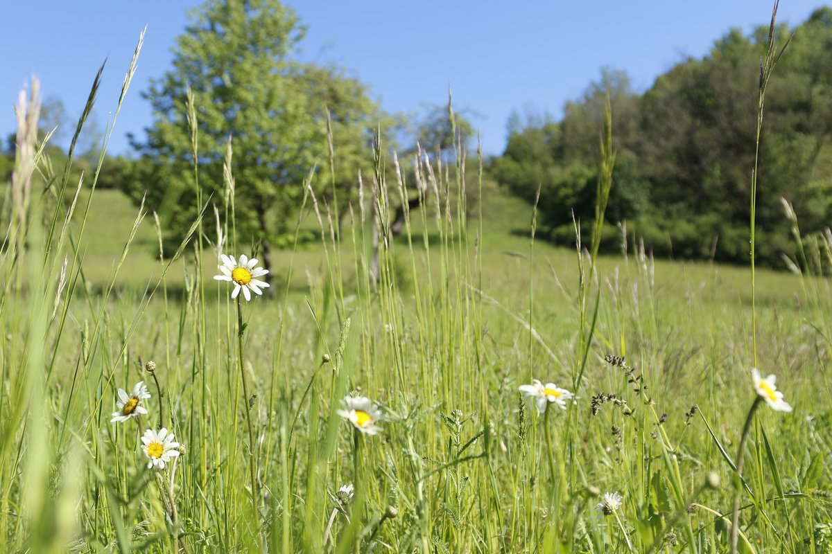 Wiese im Naturpark Steigerwald