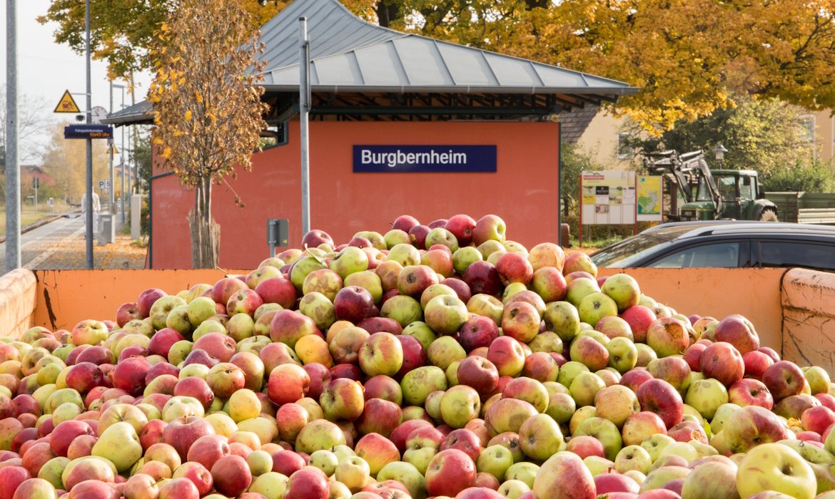 Ein Berg von Äpfeln bei der Ernte