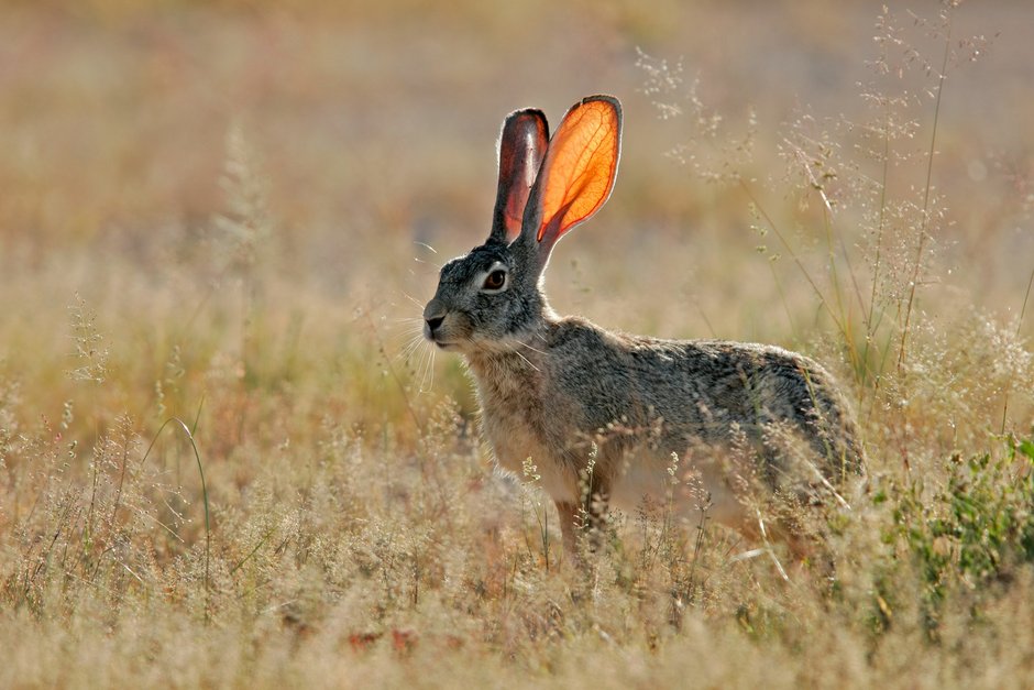 ©Canstockphoto Feldhase auf dem Feld