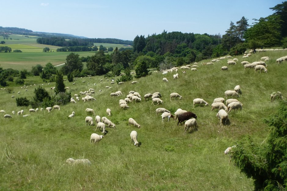Schafe auf der Weide © Landschaftspflegeverband Mittelfranken Schafe auf der Weide