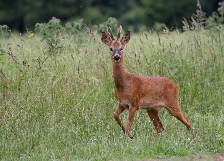 © Canstockphoto Reh, das den Betrachter direkt ansieht.