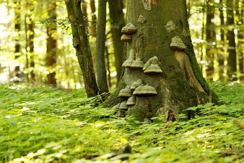 Baumpilze Naturpark Steigerwald