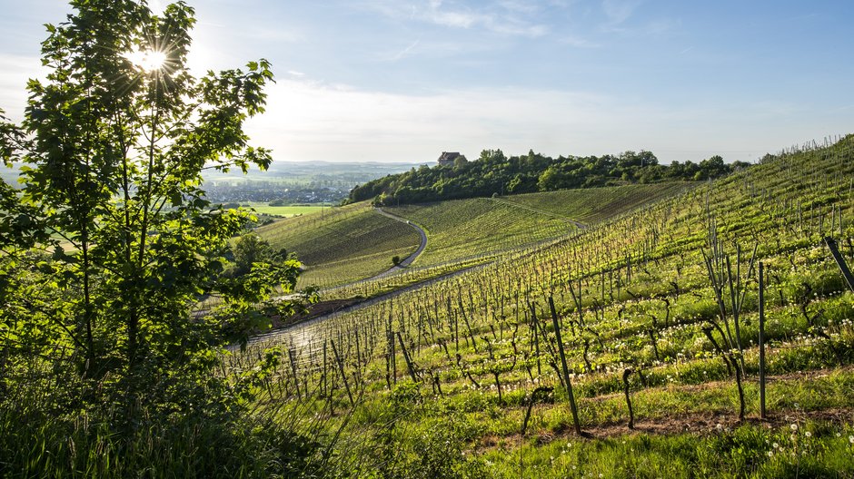 ©Florian Trykowski Blick über die Weinberge Ipsheim mit Burg Hoheneck im Hintergrund - eines der Highlights in Frankens Mehrregion.