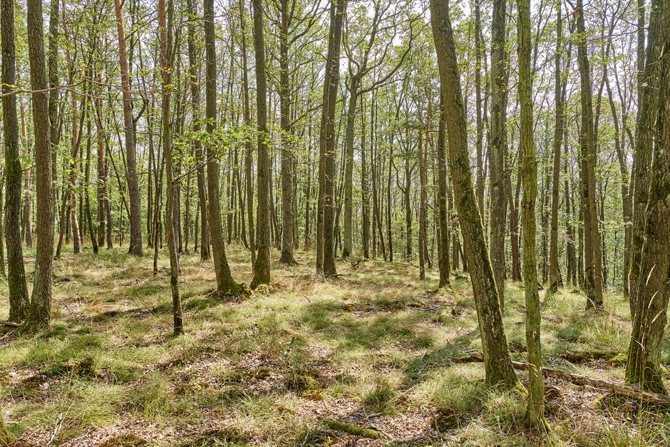© Florian Trykowski Bäume im Wald