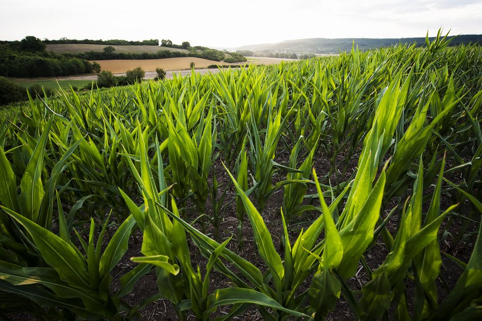 © Florian Trykowski Landwirtschaftliche Flächen in der Freimarkung Osing / Krautostheim