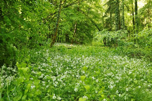 Bärlauchblüte 