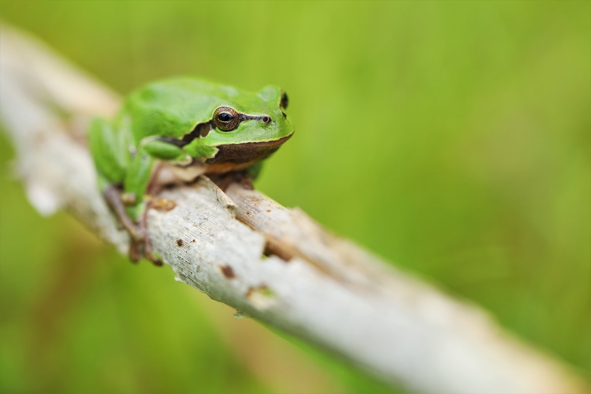 Laubfrosch
