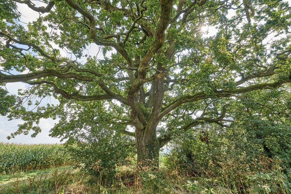© Florian Trykowski großer Baum