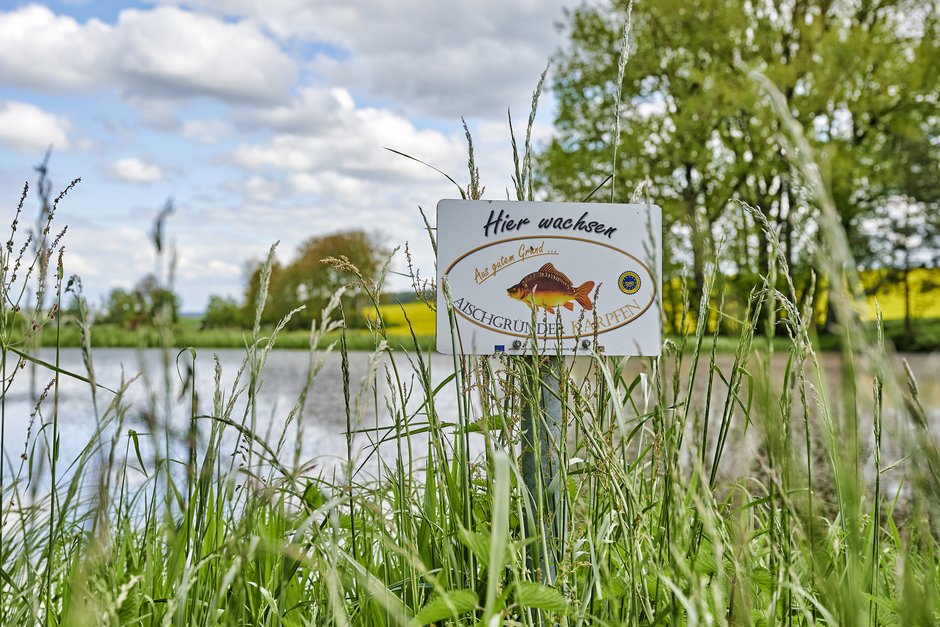 Hier wachsen Aischgründer Karpfen © Florian Trykowski Hier wachsen Aischgründer Karpfen