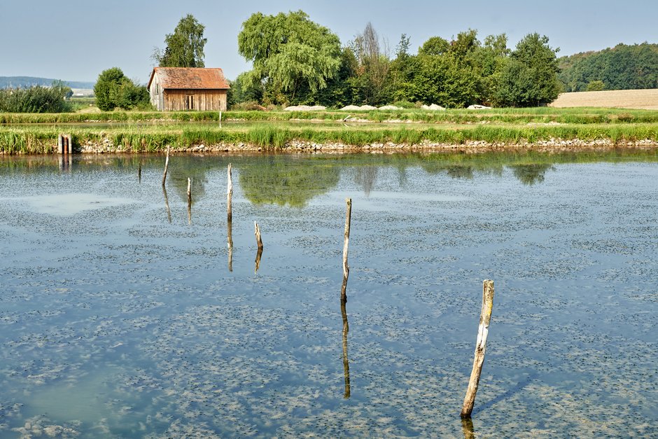 Teich im Aischgrund © Florian Trykowski